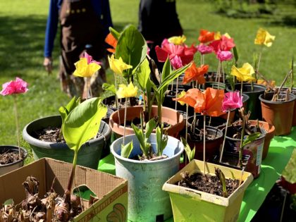 plant sale- Days for Girls