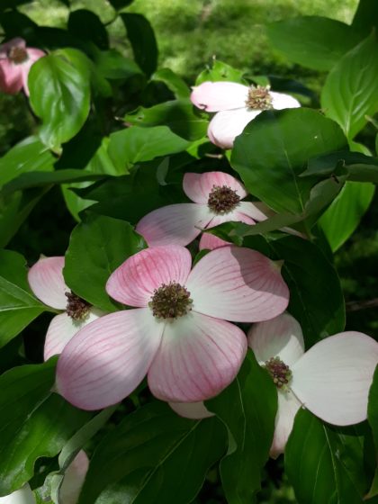 dogwood blossom